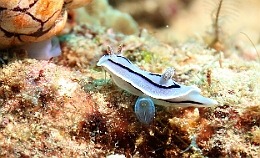 Sipadan_2015_Nudibranche_Doris de Loch_Chromodoris lochi_IMG_2677_rc